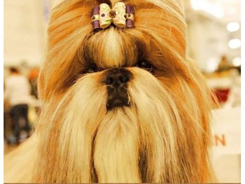 Üreticiden shih tzu yavrular