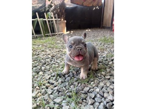 Egzotik french bulldog bebekler