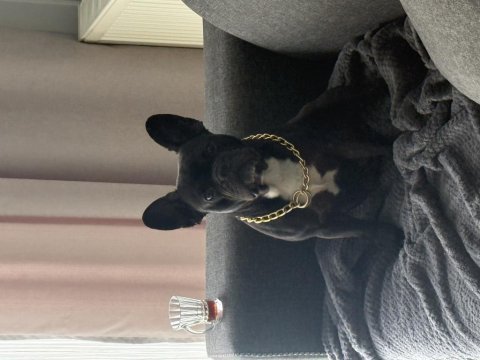 Eğitimli erkek french bulldog