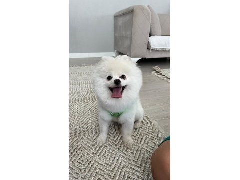 Pomeranian boo erkek 1 yaşında
