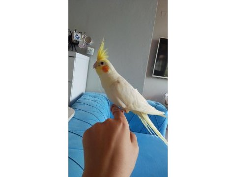 Erkek sultan papağanımız