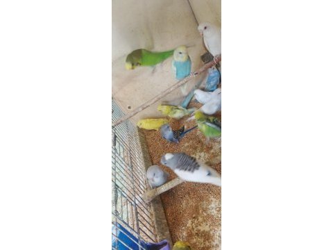 Yavru alıştırmalik konusturmalik muhabbet kuşlar