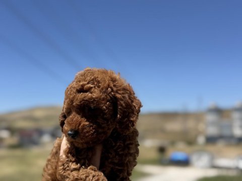 Petmode  köpek çiftliğinde ziyarete açık toy poodle
