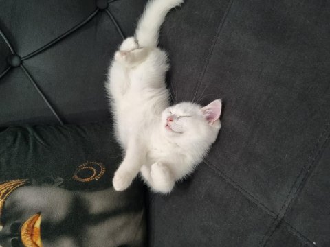 Beyaz british shorthair kedimiz