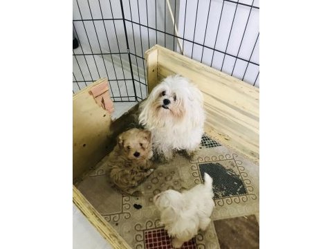 Maltipoo ve maltese yavrularım ırk garantili