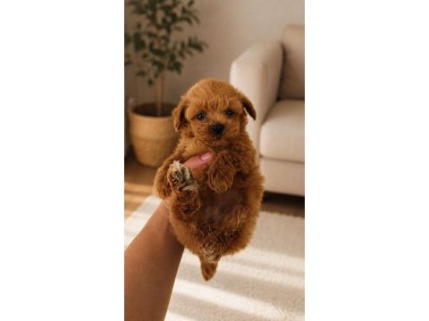 Koyu renk kore teacup maltipoo yavrumuz yeni yuvasına hazır