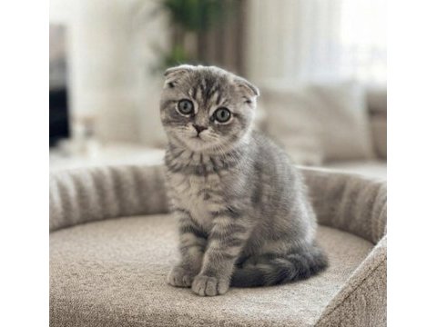 Silver tabby scottish fold dişi
