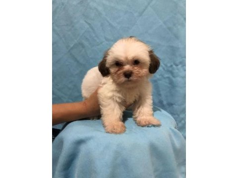 Shih tzu bebekler ruhsatlı üretim