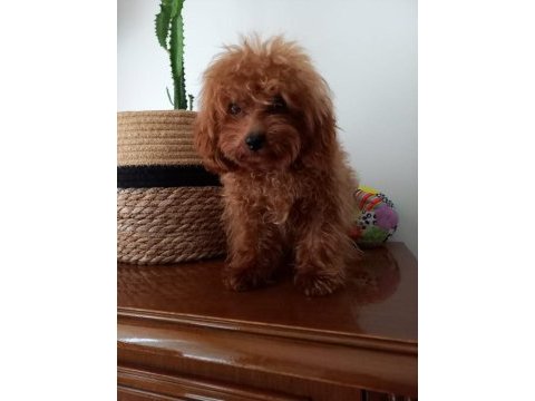 7 aylık maltipoo yeni ailesine arıyor
