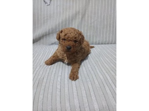 Poodle yavrular