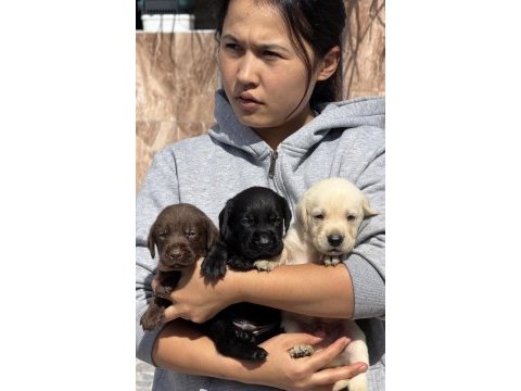 Labrador redriever çok şirin yavrular 
