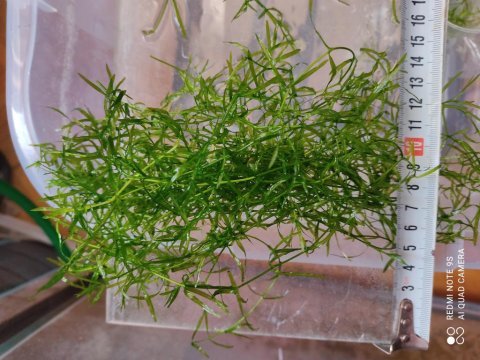 Najas guadupensis guppy grass canlı bitki