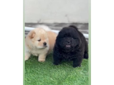 Birinci sınıf 2 adet chow chow