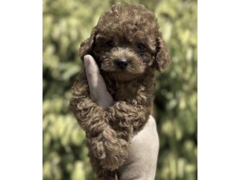 Toy poodle cinsi