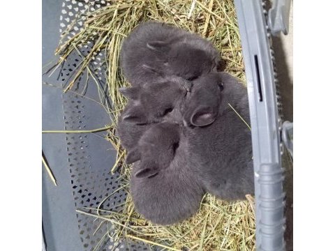 Orjinal cüce yavru tavşan