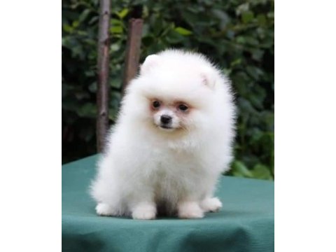 Pomeranian spitz yavruları