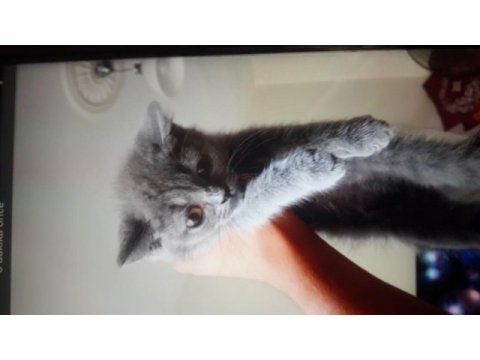 British shorthair 2 aylık