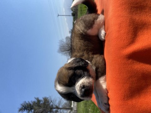 Irk ve sağlık garantili st bernard yavrular