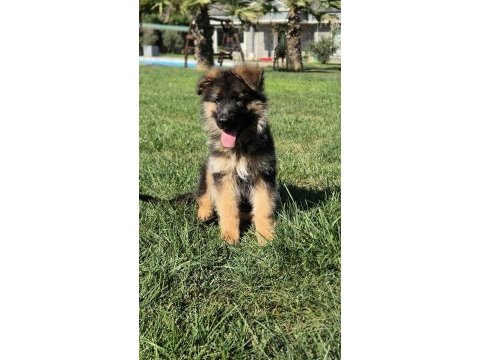 Secereli alman çoban köpeği yavruları ıstanbul