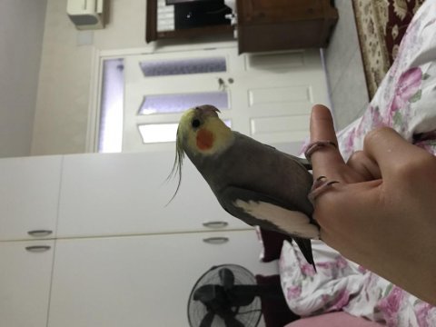 Konuşan erkek sultan papağanı