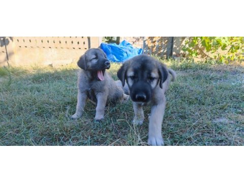 Safkan kangal yavruları