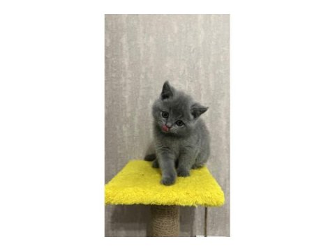 British longhair ve scottish fold