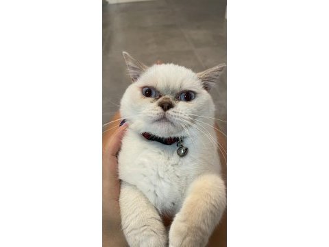 Kısırlaştırılmış 7 aylık british shorthair çok akıllı