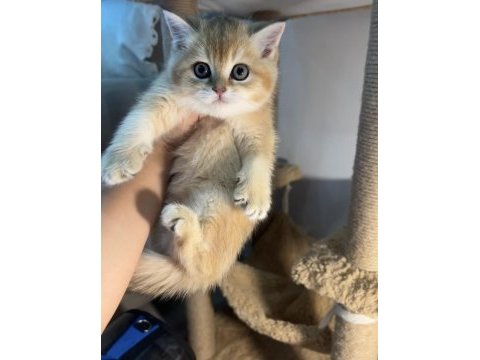 Golden british shorthair yavrularım