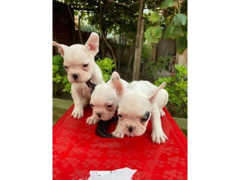 Kalite french bulldog yavruları