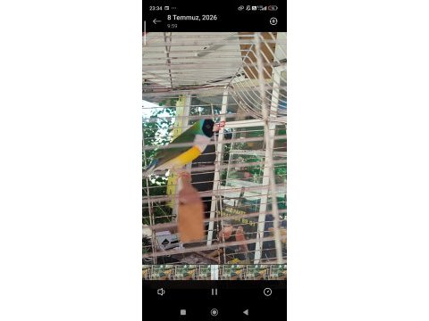 Golden finch gökkuşağı ispinozu