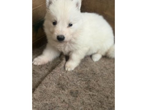 Özel kan beyaz alman çoban köpeği
