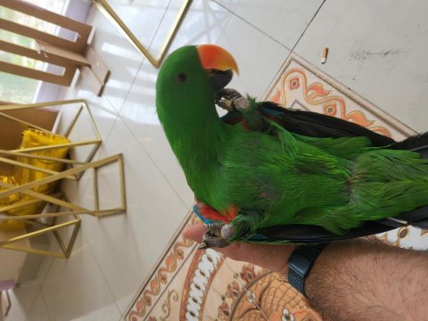 Dişi ve erkek eclectus papağanı
