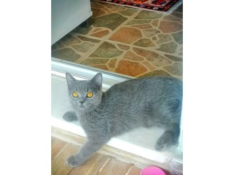 Kendi kedimin british shorthair yavruları
