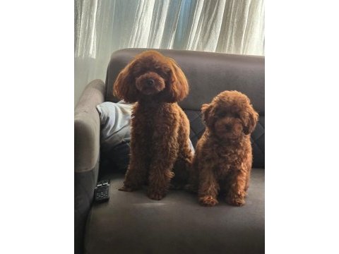 Toy poodle yavrularımız ömürlük aileleri bekliyor