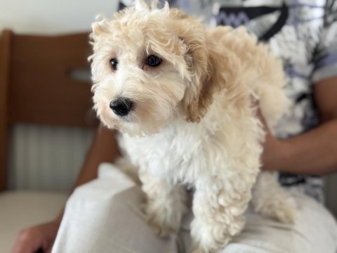 Petmode köpek çiftliğinde wc eğitimli maltipoo lar