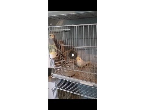 2 tane erkek sultan papağanı