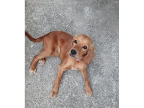 6 aylık cocker ücretsiz değildir