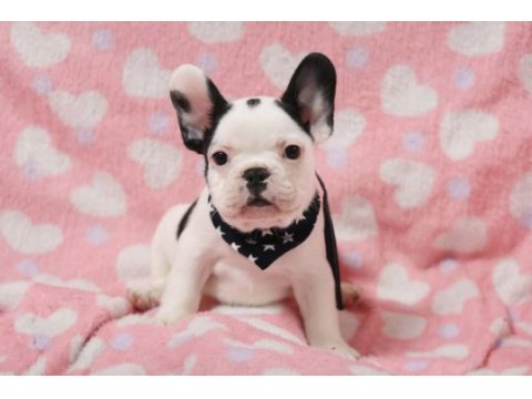 French bulldog yavruları