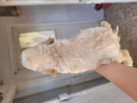 Maltipoo bebekler