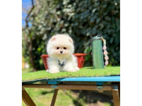 Safkan pomeranian boo yavrularımız