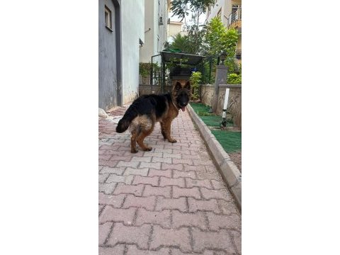 Longhair şecereli alman kurdu