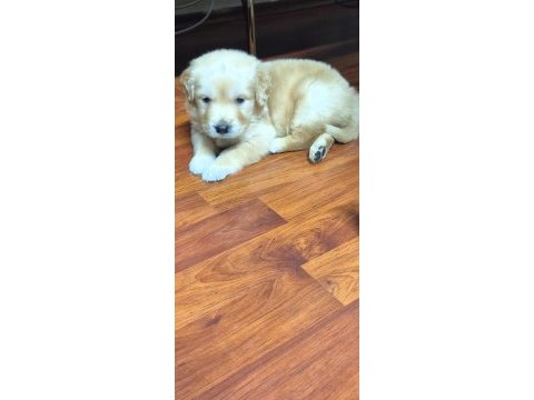 20 mart doğumlu golden retriever çiş eğitimi var