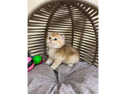 40 günlük british shorthair erkek