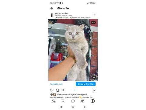 Lilac rengi scottish fold