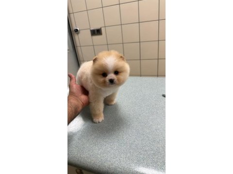 Pomeranian boo bebek köpekler