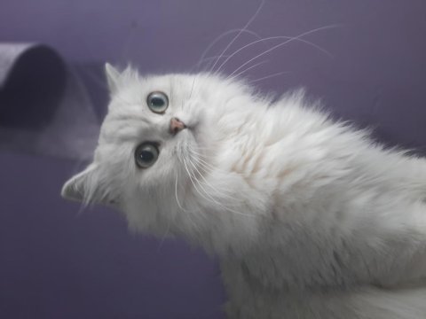 Yetişkin british longhair 1.5 yaşında