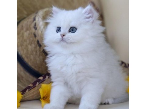 Muhteşem british longhair güzellik