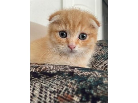 Yavru 2 aylık scottish fold