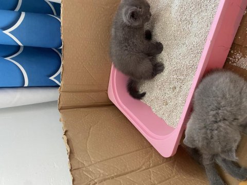 4 tane erke yavru scottish fold kedimiz