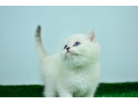 Pamuk gibi silver british shorthair